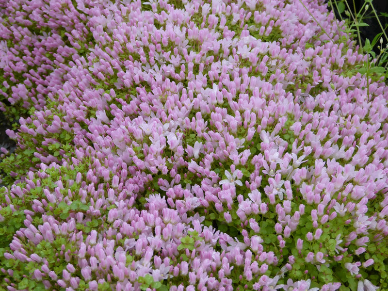 Marginal aquatic plant - Anagallis Tenella