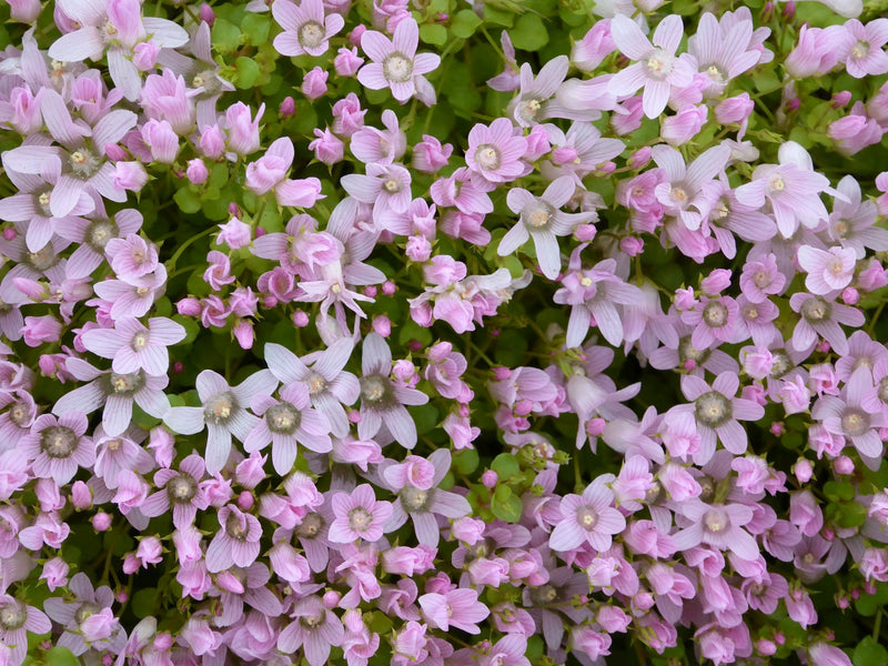 Marginal aquatic plant - Anagallis Tenella