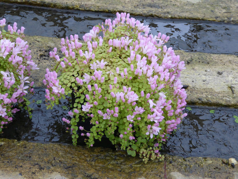 Marginal aquatic plant - Anagallis Tenella