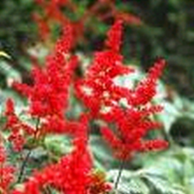 Astilbe Red - Moisture loving perennial