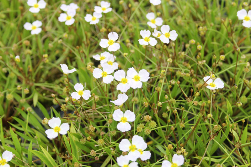 Marginal aquatic plant - Baldellia ranunculoides, Lesser water plantain