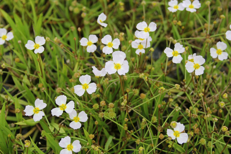 Marginal aquatic plant - Baldellia ranunculoides, Lesser water plantain
