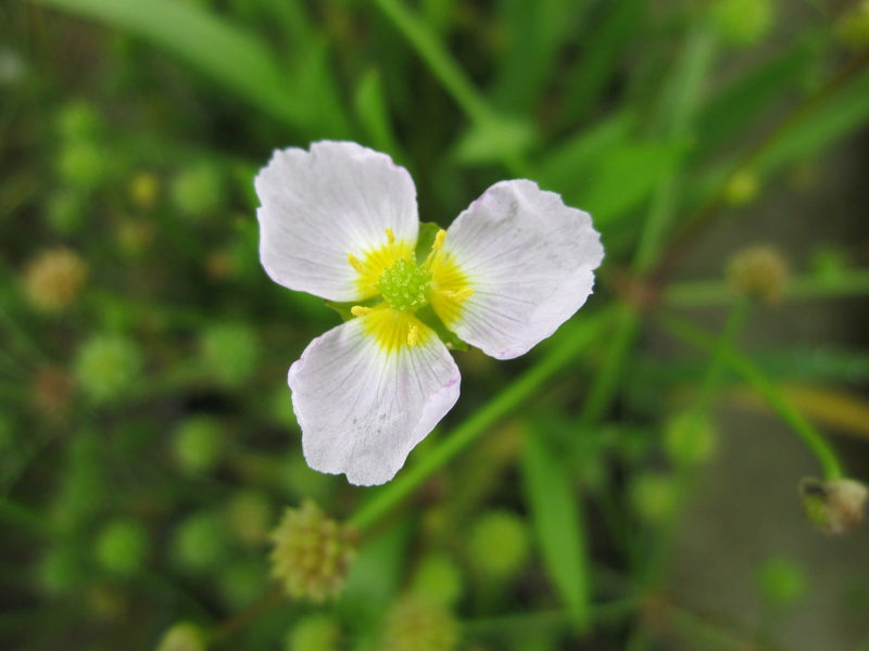 Marginal aquatic plant - Baldellia ranunculoides, Lesser water plantain