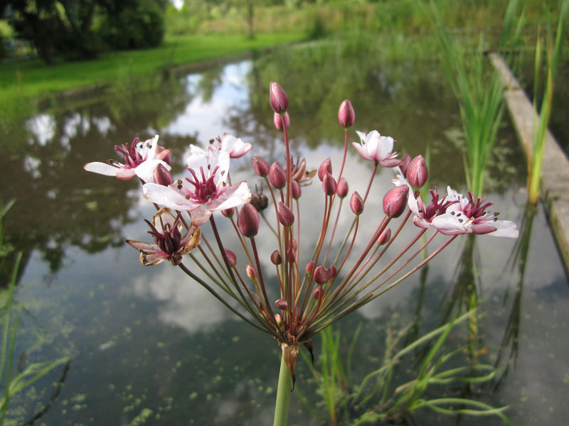 Marginal aquatic plant - Butomus umbellatus, Flowering Rush