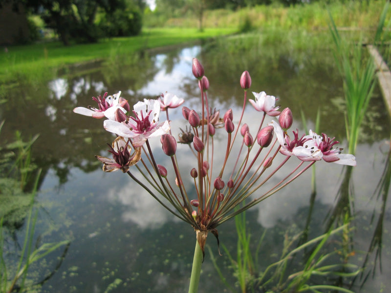 Marginal aquatic plant - Butomus umbellatus, Flowering Rush