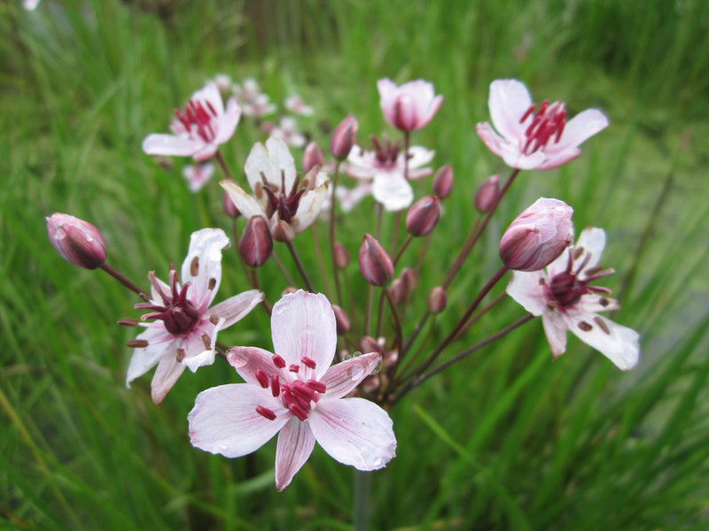 Marginal aquatic plant - Butomus umbellatus, Flowering Rush