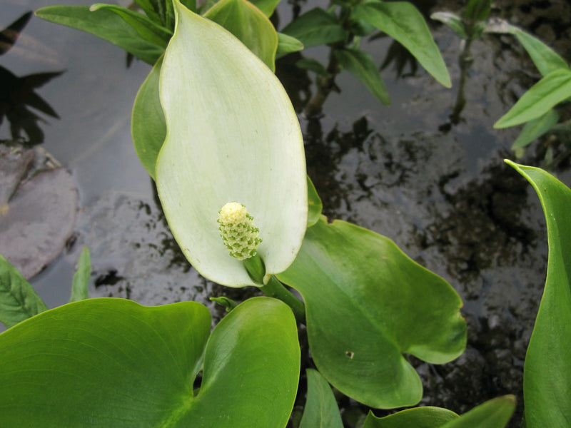 Marginal aquatic plant - Calla palustris, Bog arum or Water arum