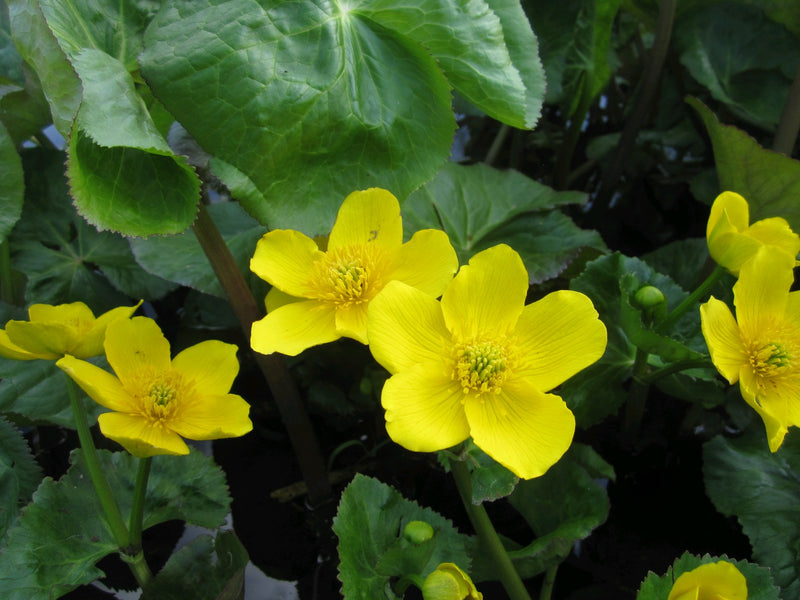 Marginal aquatic plant - Caltha palustris, Marsh marigold, King cup
