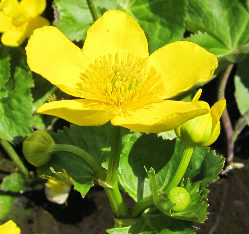 Marginal aquatic plant - Caltha palustris, Marsh marigold, King cup