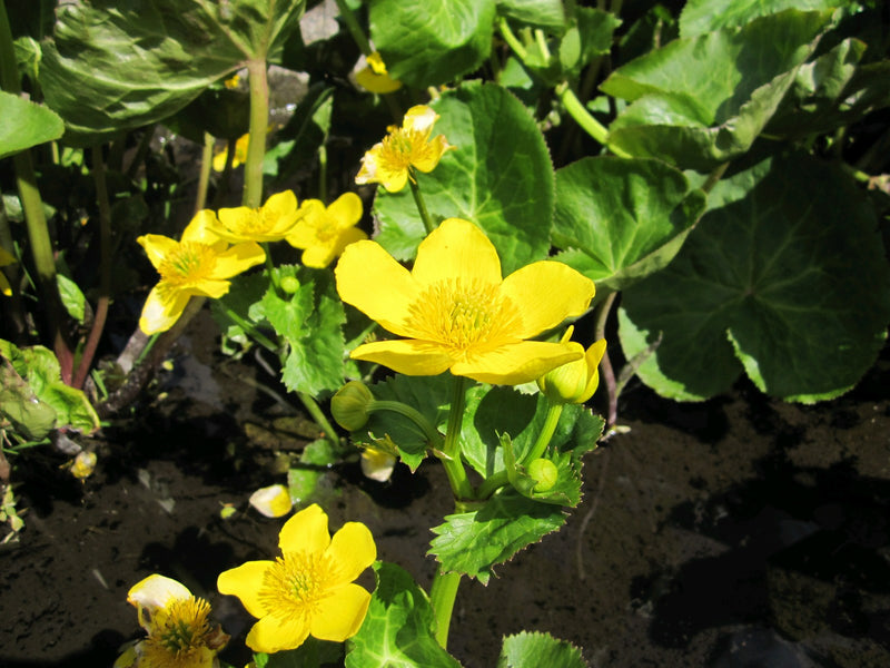 Marginal aquatic plant - Caltha palustris, Marsh marigold, King cup