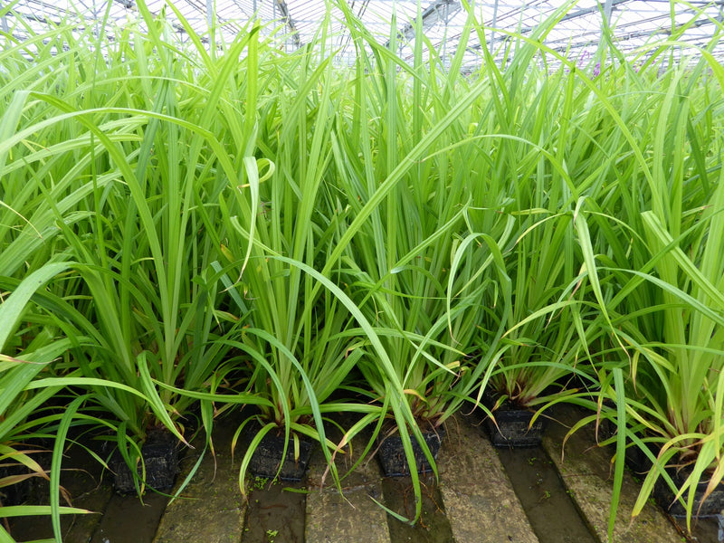 Marginal aquatic plant - Carex pendula, Pendulous sedge