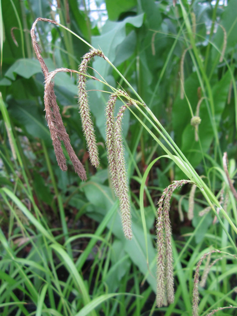 Marginal aquatic plant - Carex pendula, Pendulous sedge