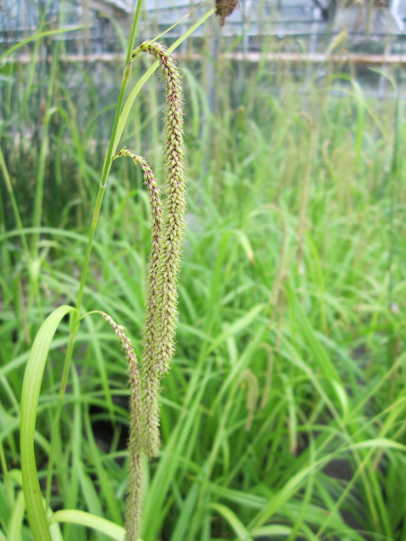 Marginal aquatic plant - Carex pendula, Pendulous sedge