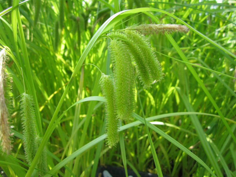 Marginal aquatic plant - Carex Pseudocyperus, Cyperus sedge