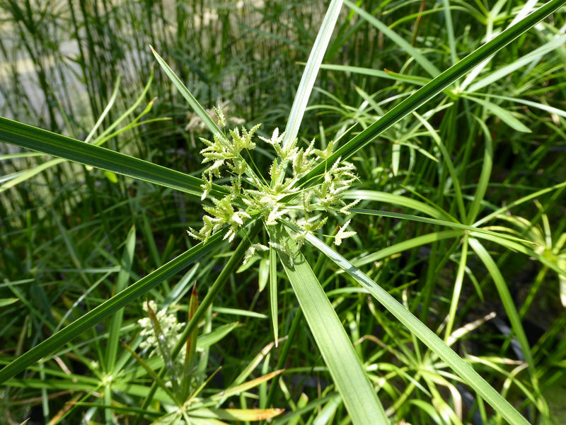Marginal aquatic plant - Cyperus Alternifolius, Umbrella Palm