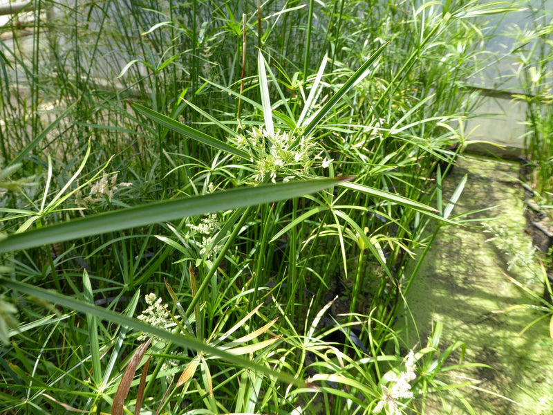 Marginal aquatic plant - Cyperus Alternifolius, Umbrella Palm