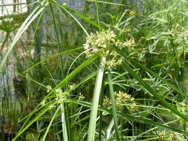 Marginal aquatic plant - Cyperus Alternifolius, Umbrella Palm