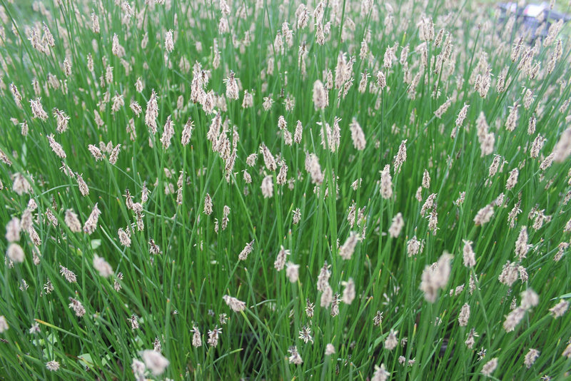 Marginal aquatic plant - Eleocharis palustris, Common spike-rush