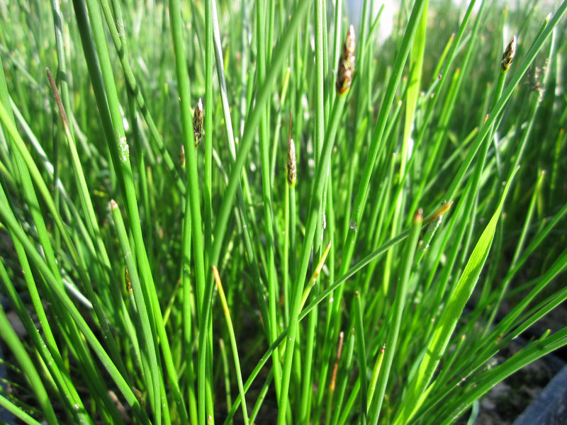 Marginal aquatic plant - Eleocharis palustris, Common spike-rush
