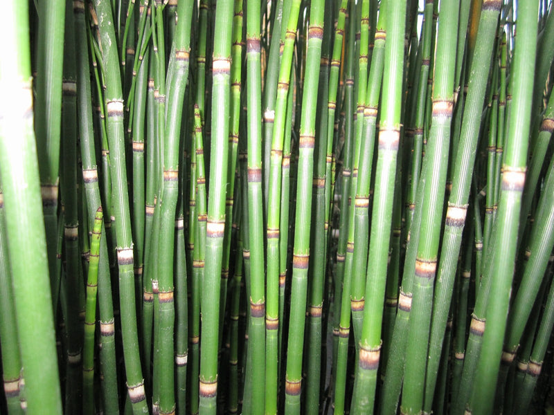 Marginal aquatic plant - Equisetum hyemale, Dutch rush