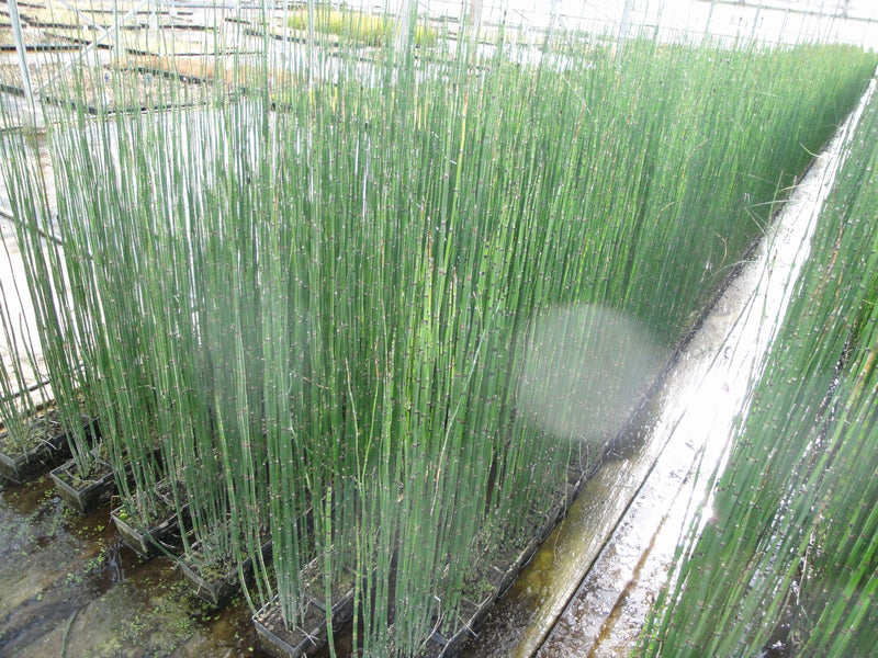 Marginal aquatic plant - Equisetum hyemale, Dutch rush