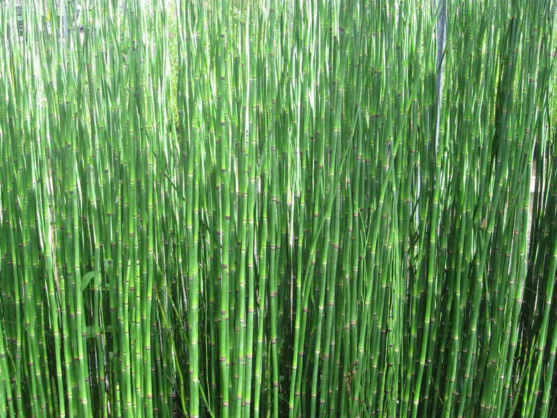 Marginal aquatic plant - Equisetum hyemale, Dutch rush