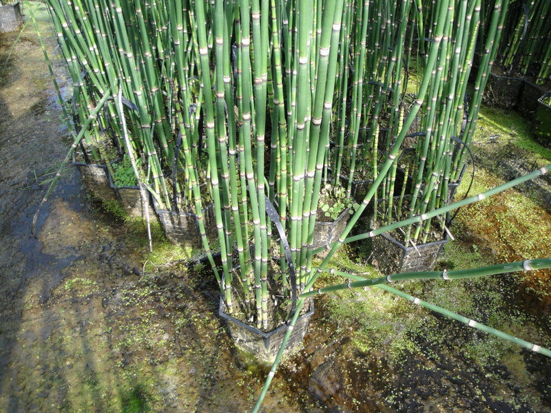 Marginal aquatic plant - Equisetum hyemale, Dutch rush