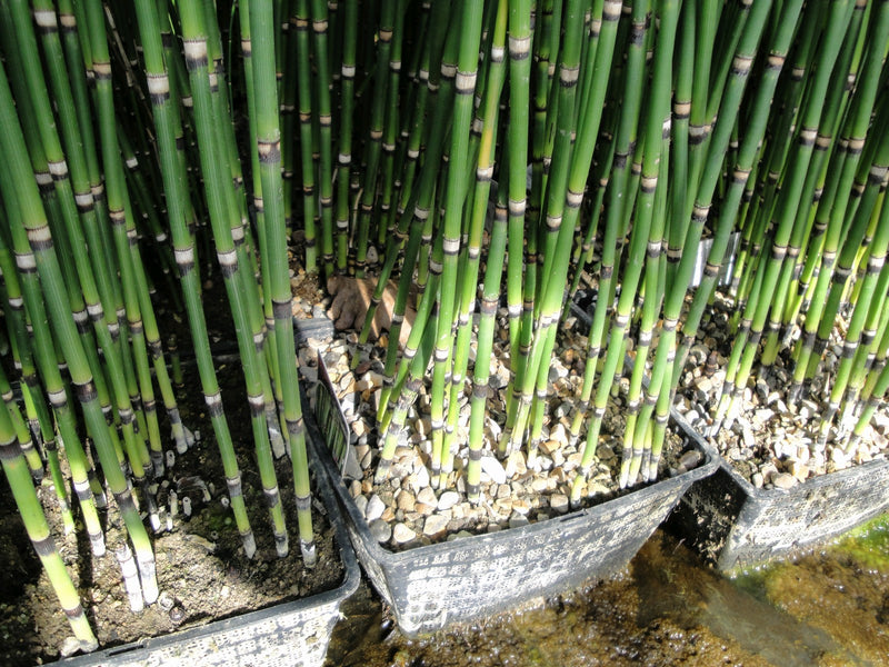 Marginal aquatic plant - Equisetum hyemale, Dutch rush