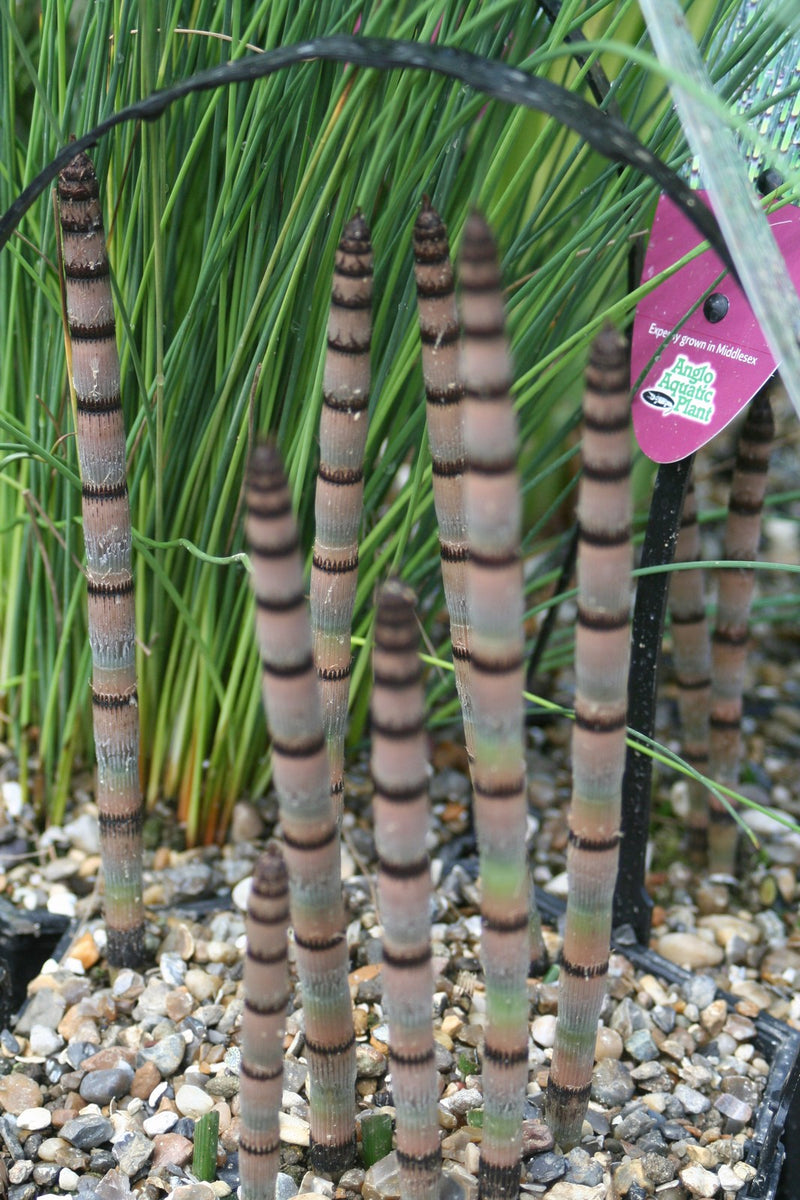 Marginal aquatic plant - Equisetum hyemale, Dutch rush