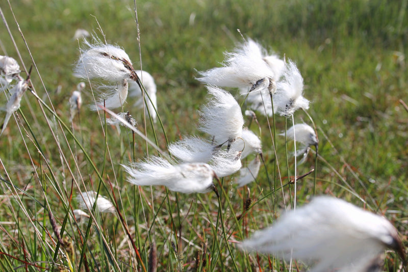 Marginal aquatic plant - Eriophorum angustifolium, Cotton Grass, Bog Cotton