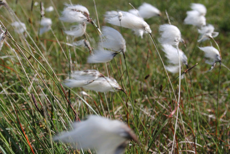 Marginal aquatic plant - Eriophorum angustifolium, Cotton Grass, Bog Cotton