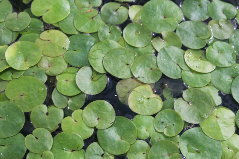 Small Floating - Frogbit