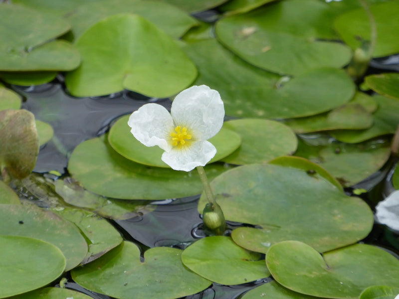 Small Floating - Frogbit