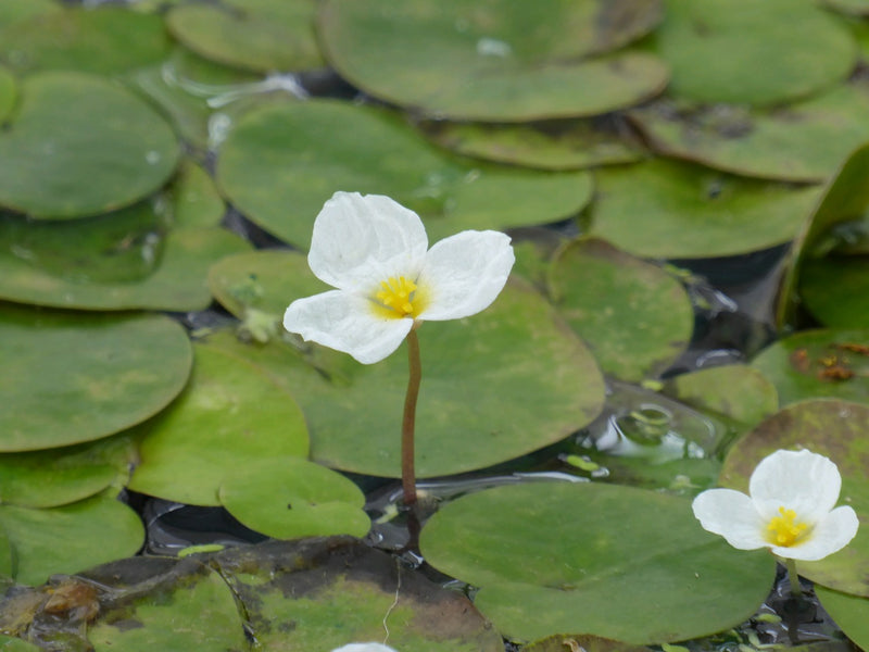 Small Floating - Frogbit