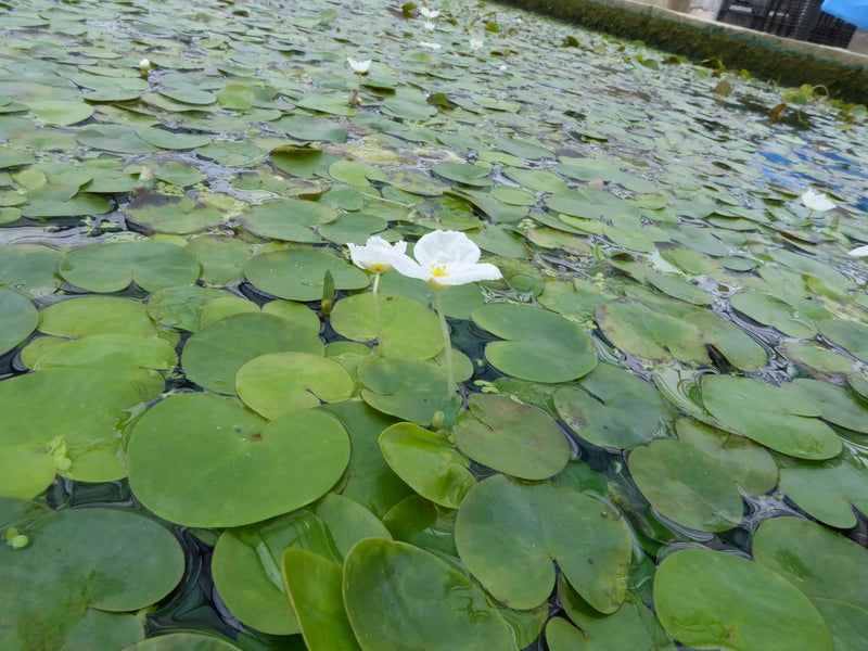 Small Floating - Frogbit