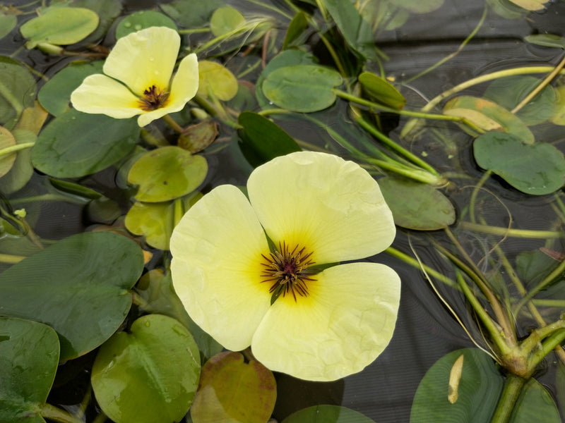 Large Floating -Hydrocleys Nymphoides, Water Poppy