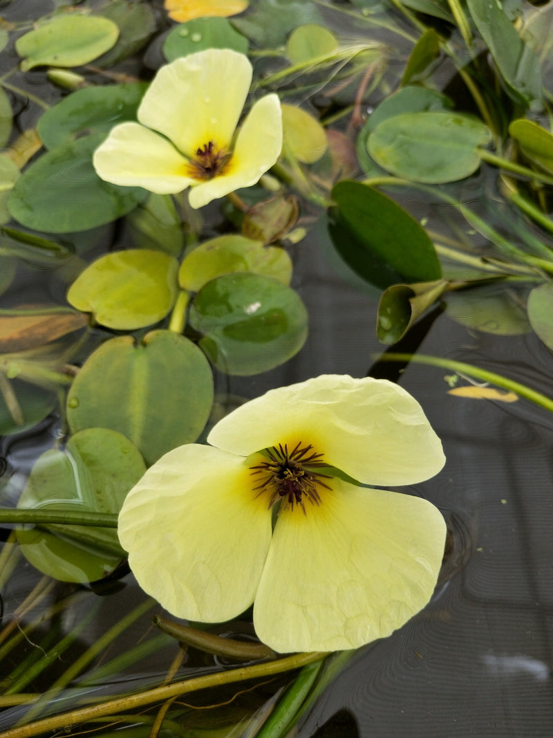 Large Floating -Hydrocleys Nymphoides, Water Poppy