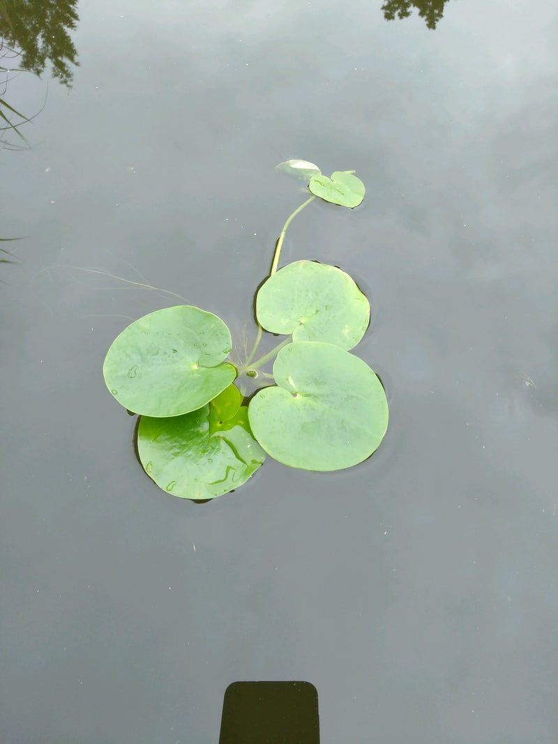 Large Floating -Limnobium laevigatum, Smooth Frogbit