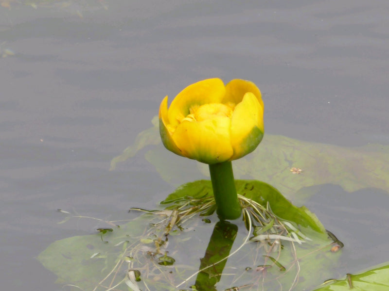 Deep Water Nuphar Lutea - Brandy Bottle - Yellow Water Lily