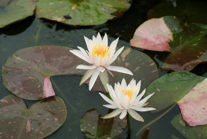 Water Lily Arc En Ciel