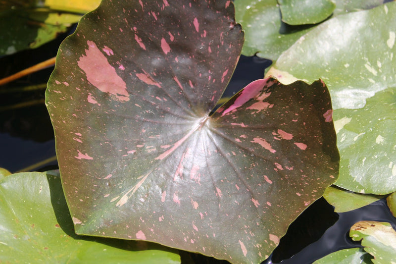 Water Lily Arc En Ciel