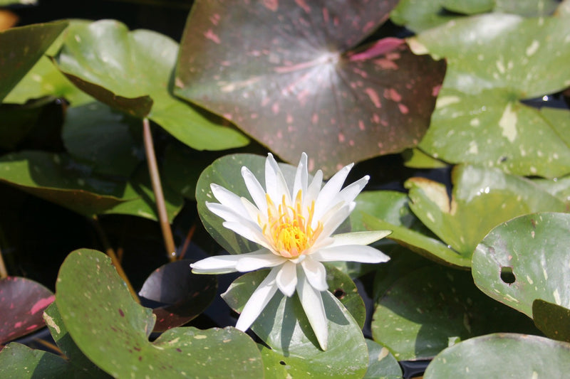 Water Lily Arc En Ciel