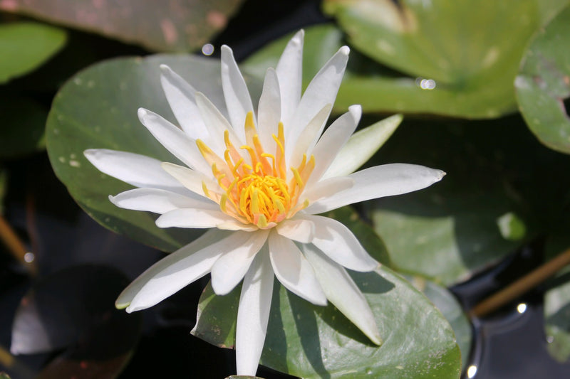 Water Lily Arc En Ciel