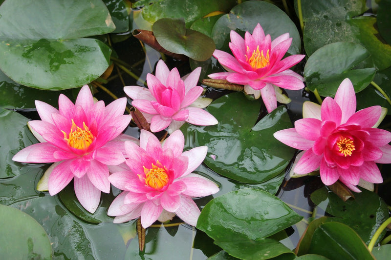 Water Lily Attraction