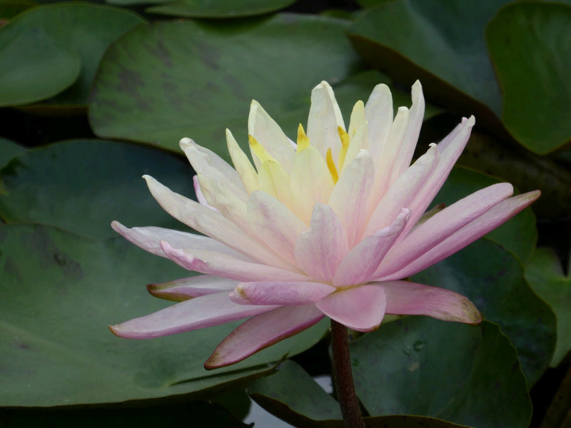 Water Lily Barbara Dobbins