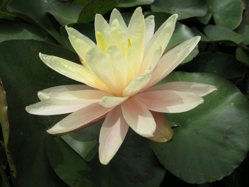 Water Lily Barbara Dobbins