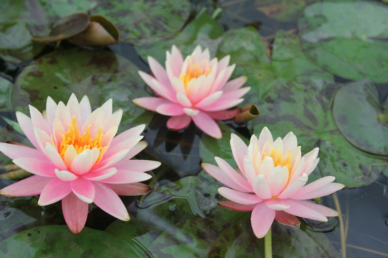 Water Lily Colorado