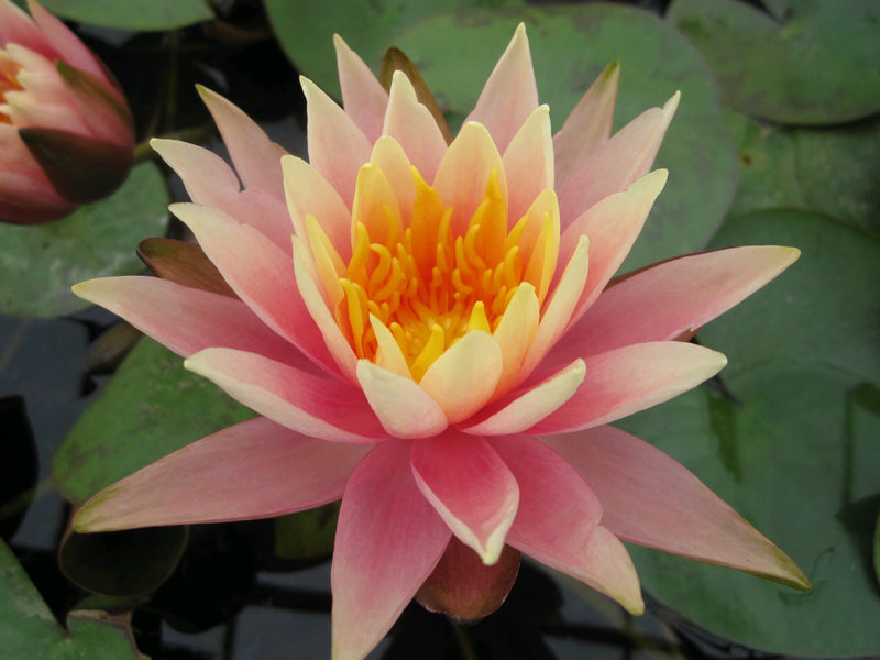 Water Lily Colorado