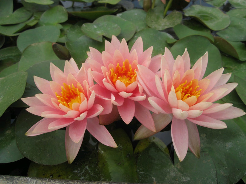 Water Lily Colorado