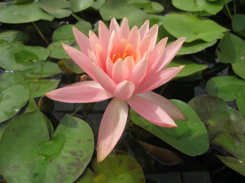 Water Lily Colorado